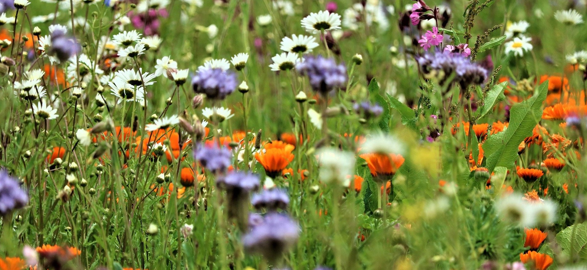Bild einer Blumenwiese