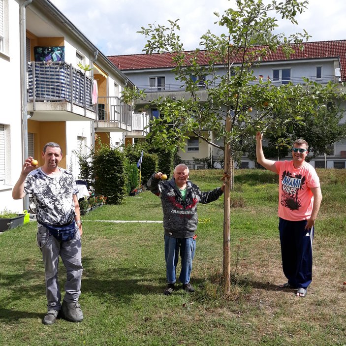 Drei Personen ernten Äpfel an einem Apfelbaum im Garten