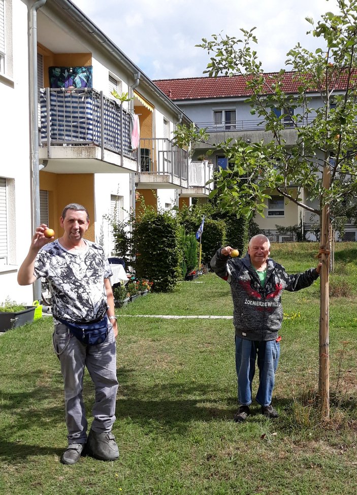 Drei Personen ernten Äpfel an einem Apfelbaum im Garten