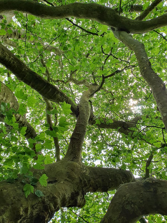 Blick in eine leuchtend grüne Baumkrone