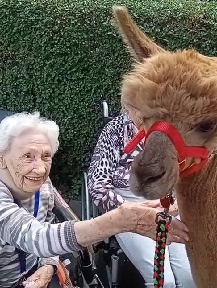 ältere Dame streichelt ein Alpa am flauschigen Hals